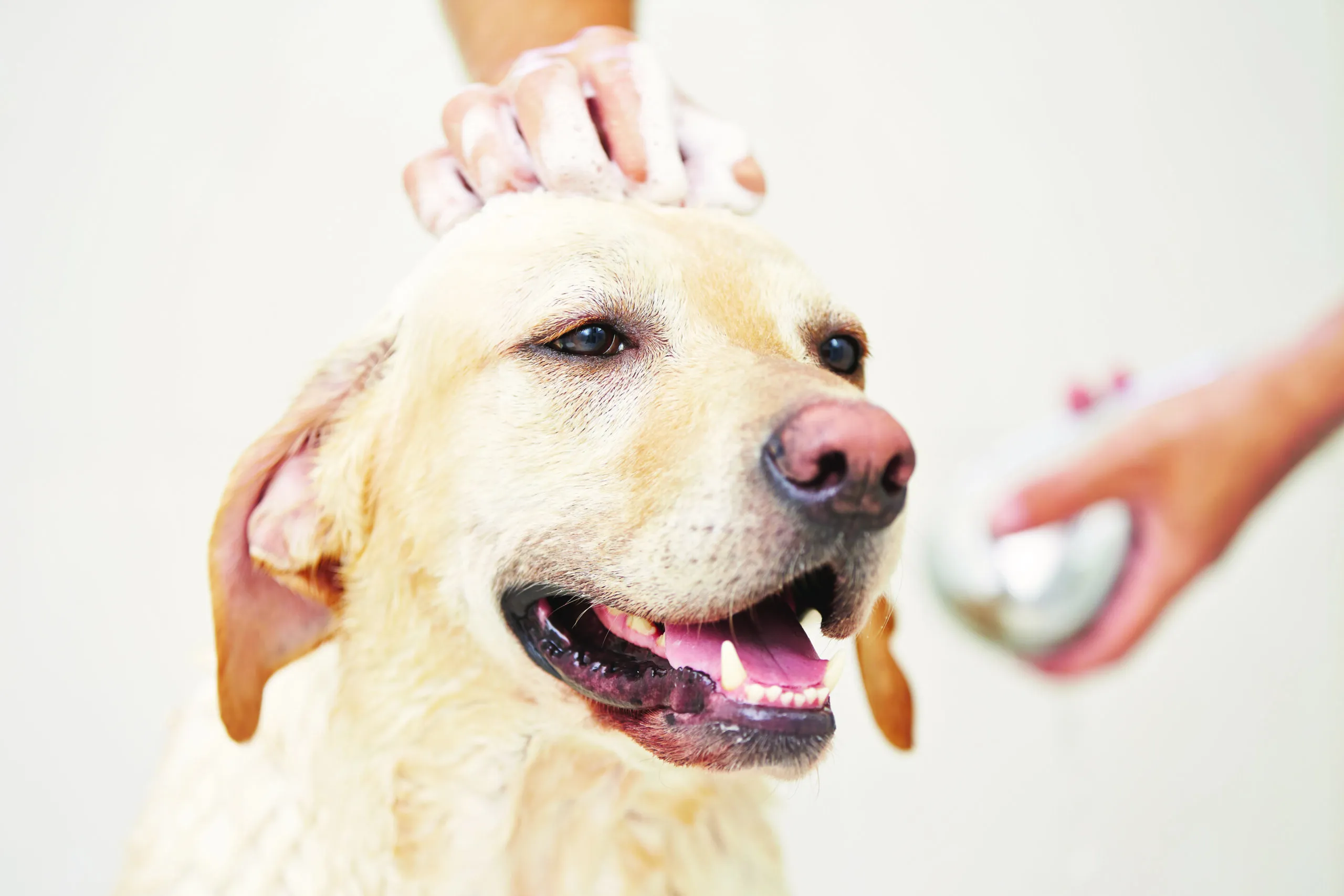 A dog having a massage