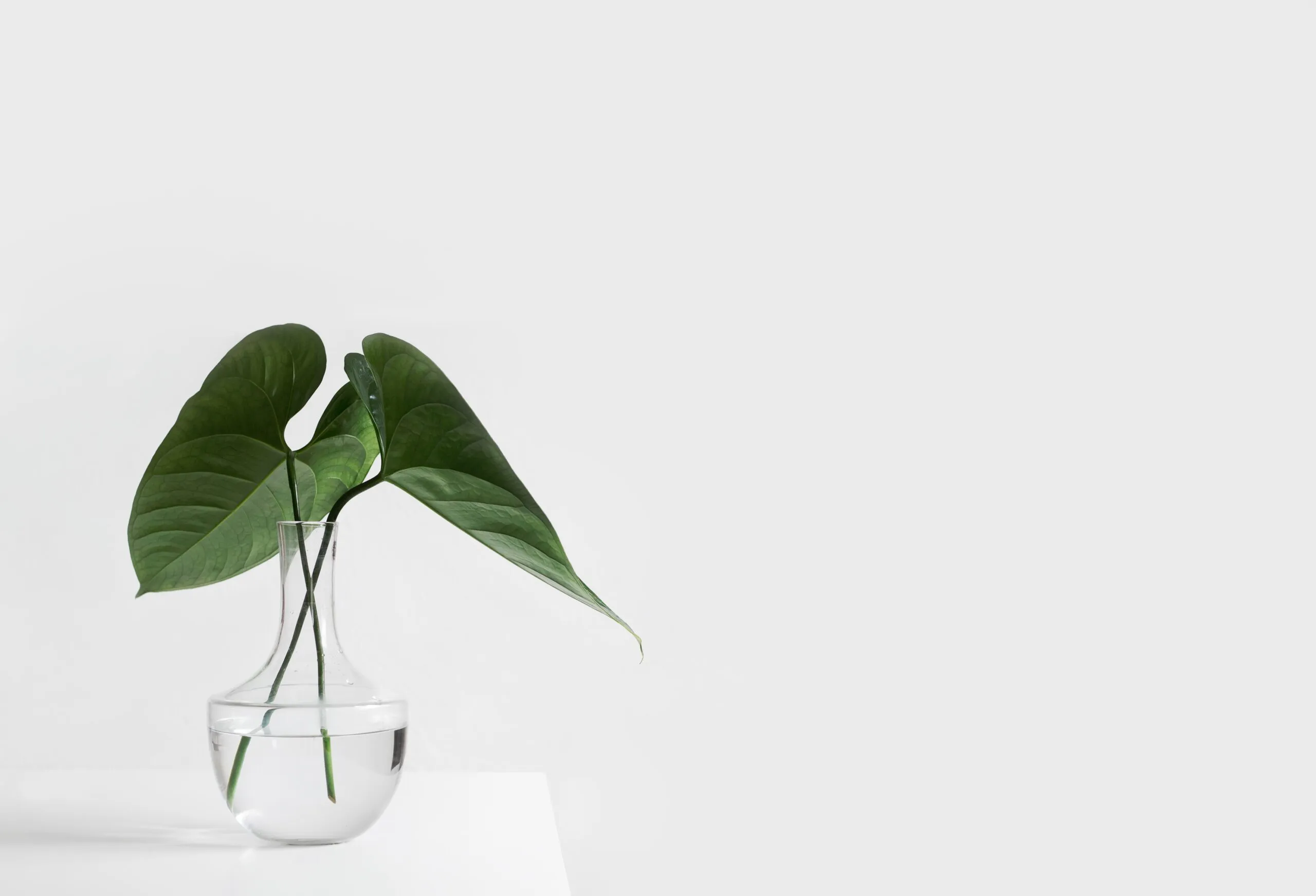 plant-dawd145